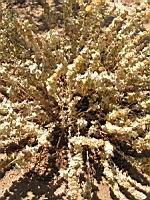 Ballote - Ballota pseudodictamnus (en Corse) (1) (Photo F. Mrugala)